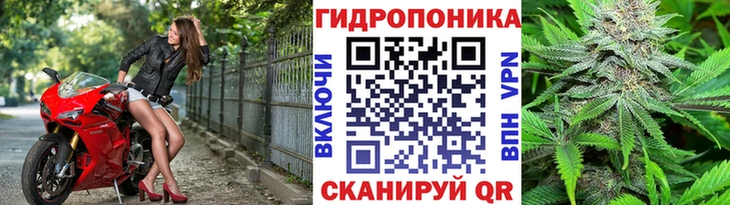 Бошки марихуана Amnesia  Шилка 